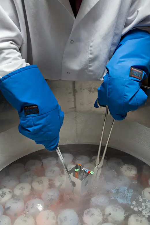 Vials being lowered into liquid nitrogen at a USDA germplasm repository.