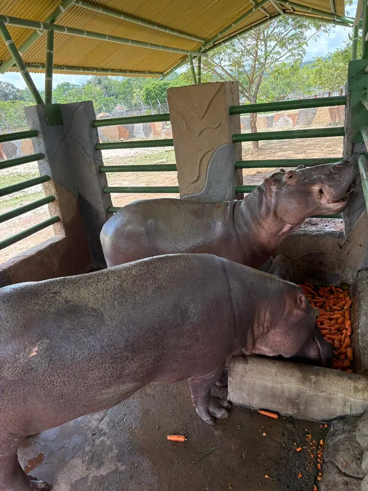 Hippopotamuses in a muddy pool surrounded by dense green vegetation in Colombia.