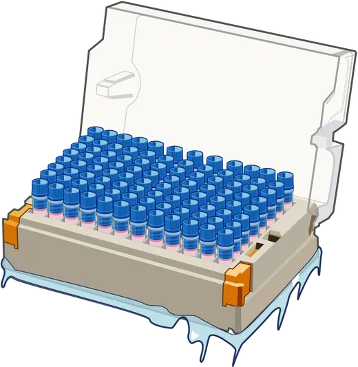 An illustration of small vials inside an open cryogenic storage box surrounded by ice.