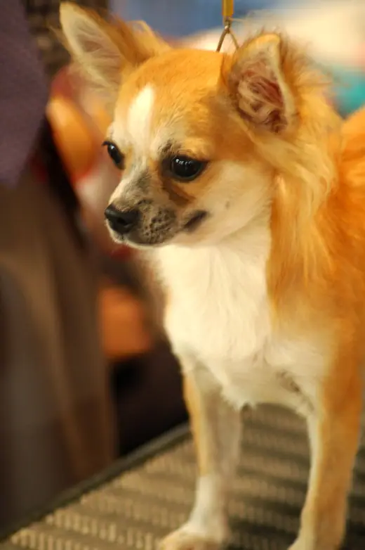 Portrait of a long-haired chihuahua looking at the camera.