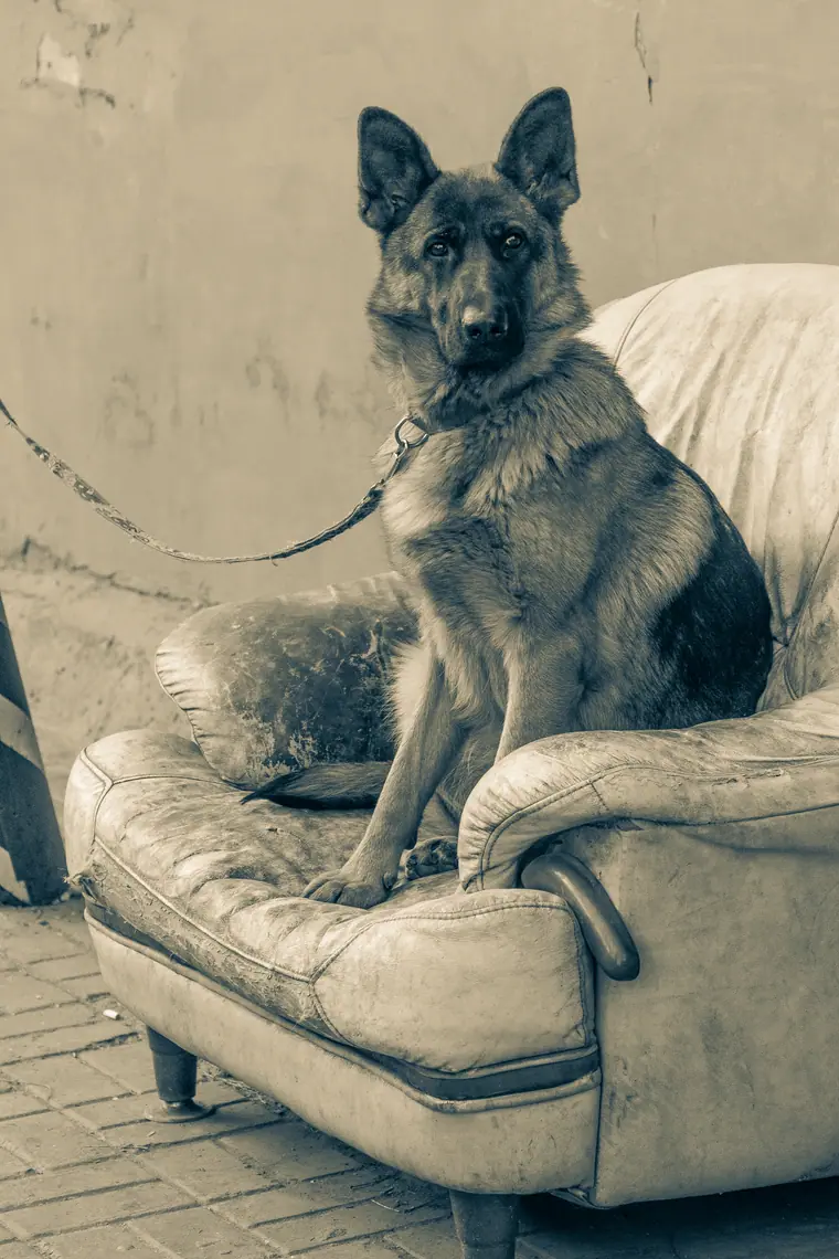 A German Shepherd sitting upright and looking away from the camera.