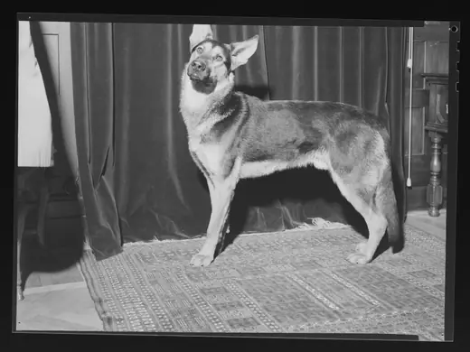 A 1957 press photograph of a German Shepherd named Chief with its owner in Norway.