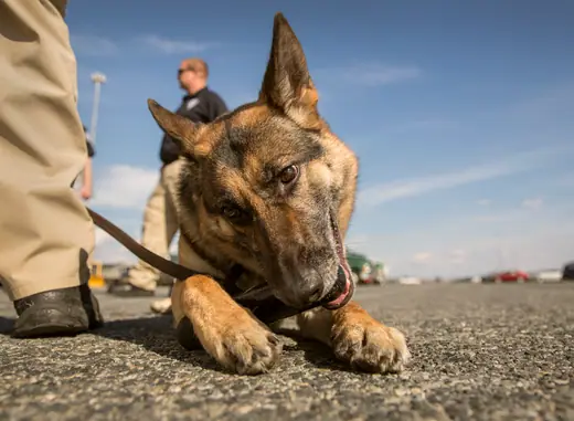 A US Customs and Border Protection K-9 German Shepherd during a training exercise.
