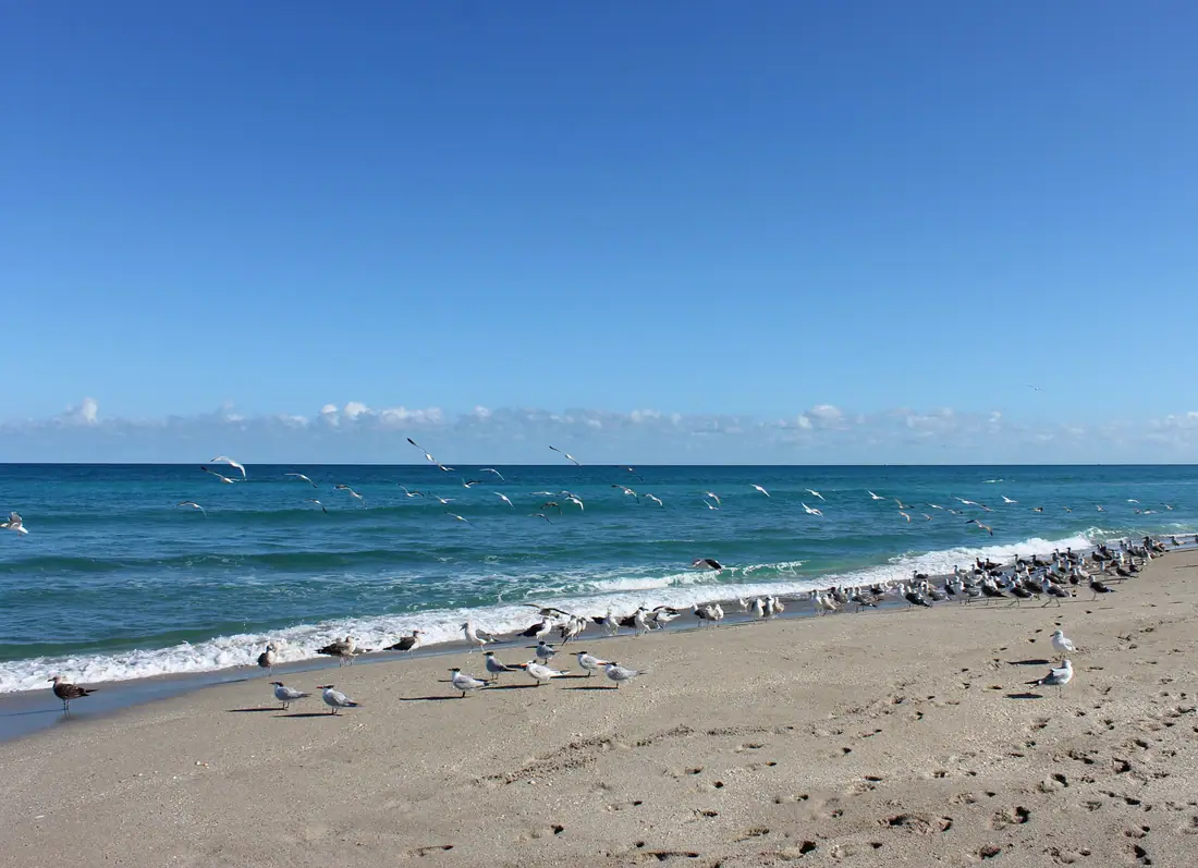 Shorebirds on an undeveloped stretch of beach at John D. MacArthur Beach State Park.