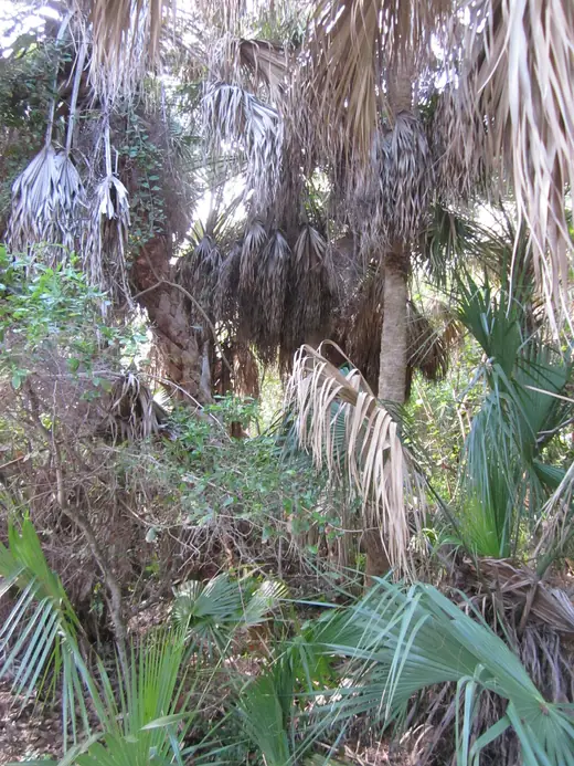 Saw palmetto scrub along a coastal trail at John D. MacArthur Beach State Park.