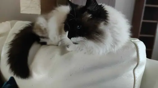 A seal-point Birman cat with blue eyes and white paws.