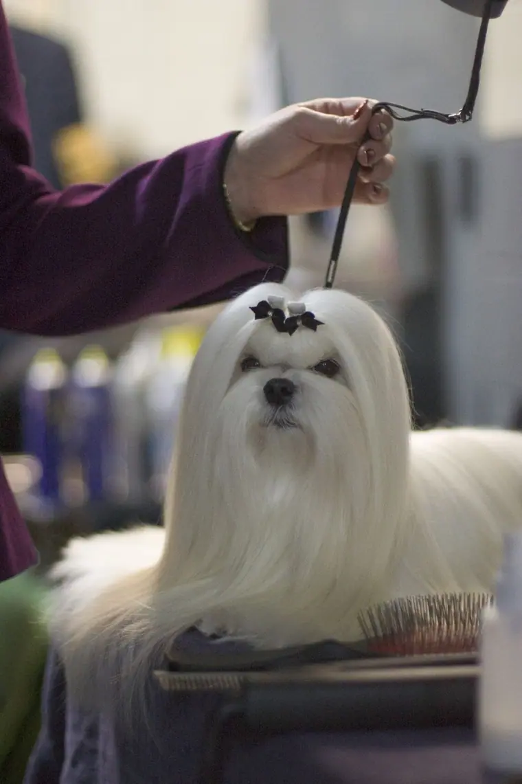 Small white long-haired Maltese dog standing on a grooming table, coat brushed straight to the floor.