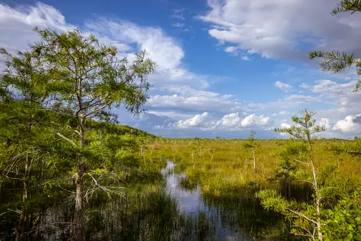 Dwarf cypress trees standing between water and sawgrass under a cloudy blue sky in Everglades National Park.