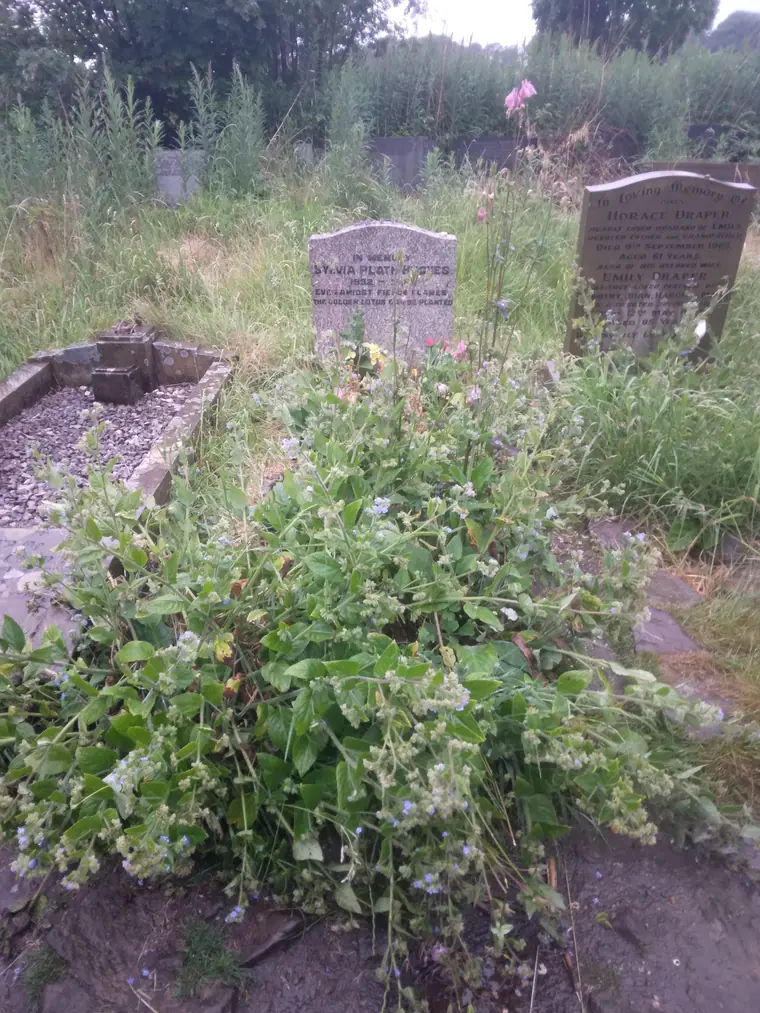 A plain stone grave marker in a wet Yorkshire churchyard, planted with flowers, reading Sylvia Plath Hughes.