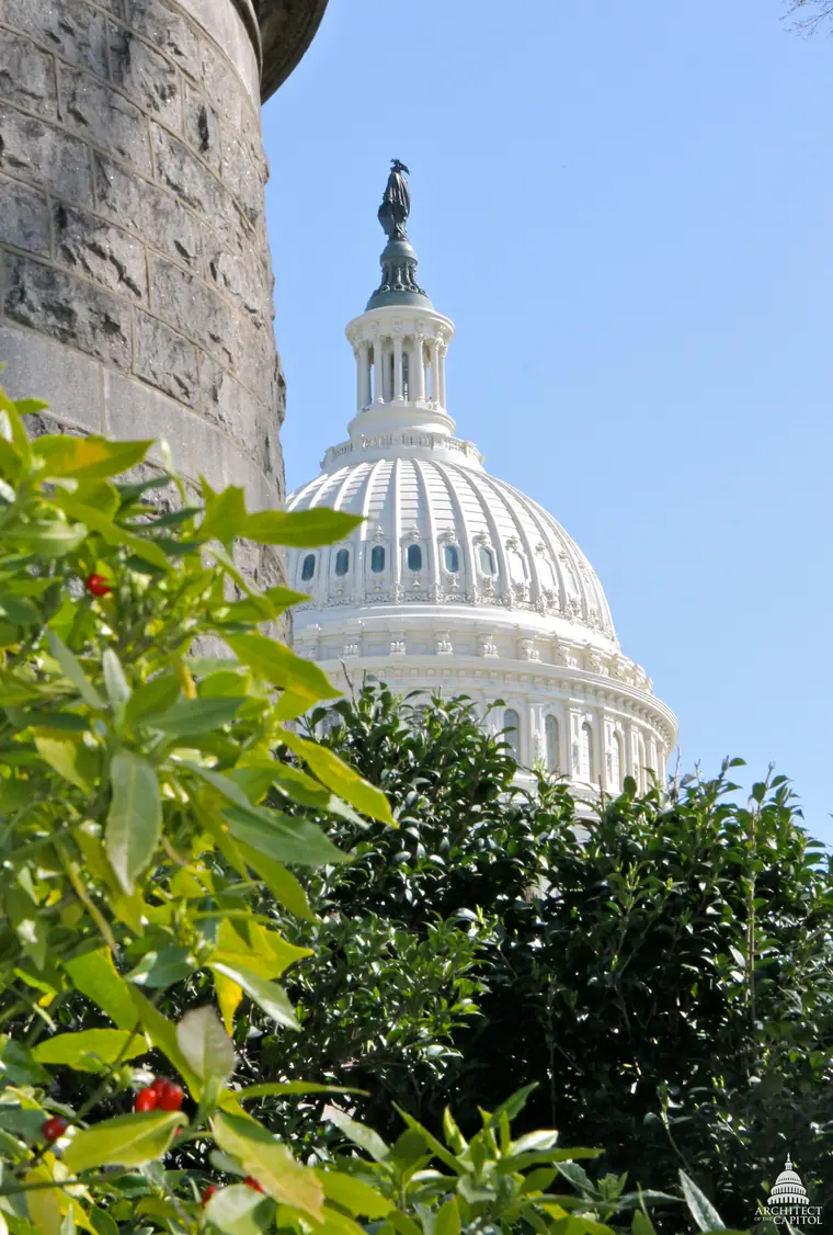 The dome of the United States Capitol seen from below against a clear sky.