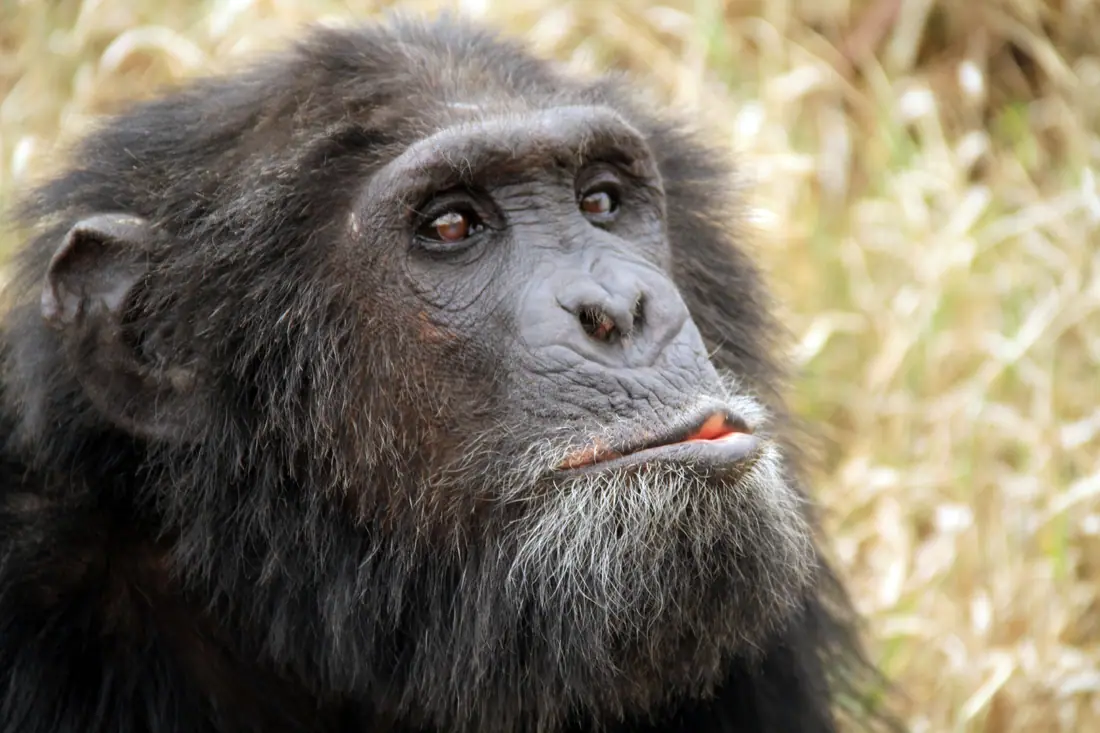 A chimpanzee sitting at a sanctuary enclosure.