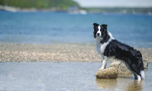 A black and white border collie standing on a rock at the shore.