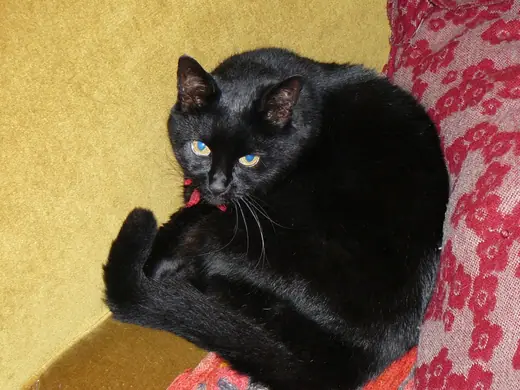 A black domestic cat curled up asleep on a sofa.
