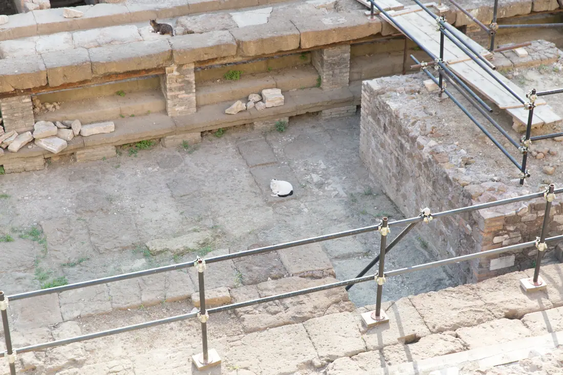 Several cats resting in the excavated Roman ruins of the Largo di Torre Argentina cat sanctuary.