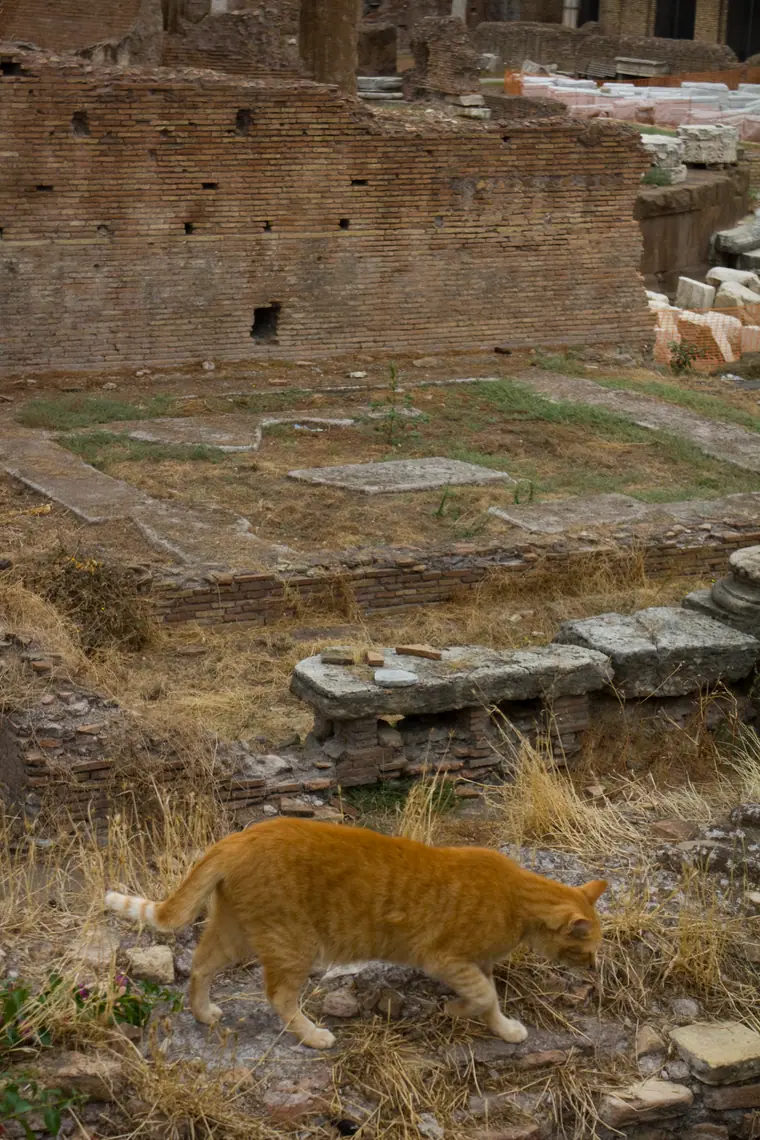 A stray cat sitting among ancient stonework at the Torre Argentina sanctuary in Rome.