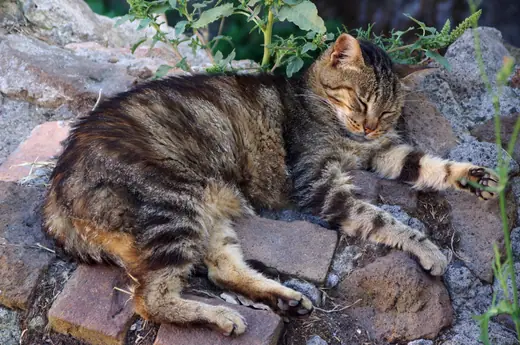 A cat lying on ancient stone at Largo di Torre Argentina in Rome.