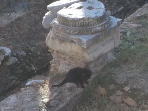 Cats gathered among the ruins at Largo di Torre Argentina, Rome.